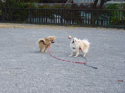 s-P1000898.jpg