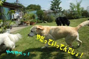 2日目ヘンリー怒る