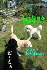 2日目はさまれるヘンリー