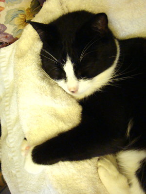 chas_sleeping_dakimakura.jpg
