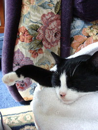 chas_sleeping_frontleg.jpg