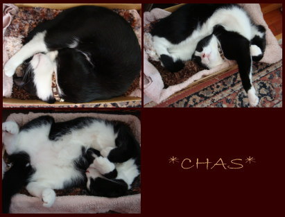 chas_sleeping_inthebox.jpg