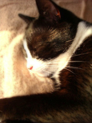 chas_sleeping_sunset.jpg