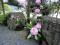 syakunage_110430_01.jpg
