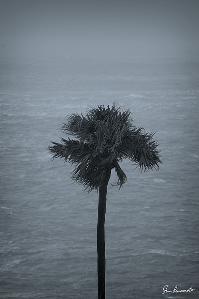 台風18号と椰子の木