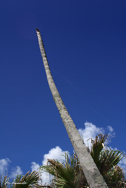 葉の無い椰子の木