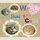 We love buutare cats