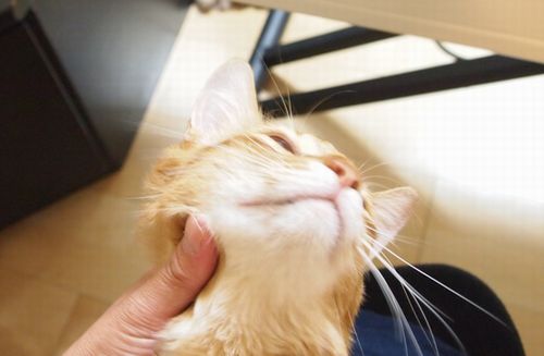 治っちゃいましたーー♪