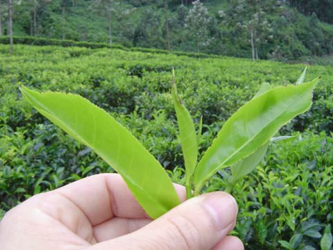srilanka_7.jpg