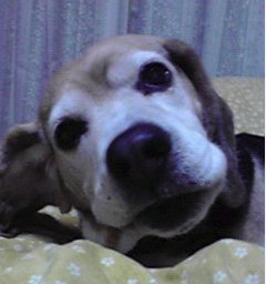 サム