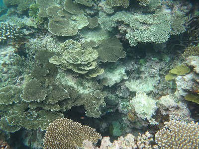 石垣珊瑚