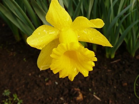 BG-20110416-p1030315.jpg