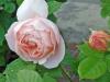 Ambridge Rose0606-2
