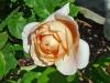 Ambridge Rose0606-1