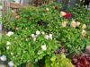 Ambridge Rose0607-3