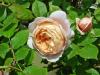 Ambridge Rose0607-4