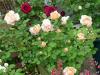 Ambridge Rose0608-2