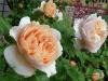 Ambridge Rose0608-1