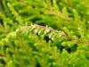 Colluna vulgaris0628-2