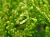 Colluna vulgaris0628-1