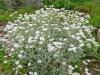 Cerastium0604-1.jpg