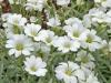 Cerastium0604-2.jpg