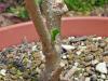 hibiscus0622-2.jpg