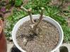 hibiscus0622-4.jpg