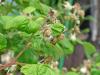 honeybee0604-1.jpg