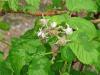 honeybee0604-2.jpg