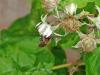 honeybee0604-3.jpg