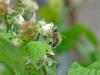 honeybee0604-4.jpg
