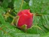 summer_song0529-1.jpg