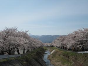 桜100418-7