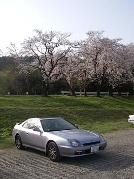 prelude_sakura.jpg