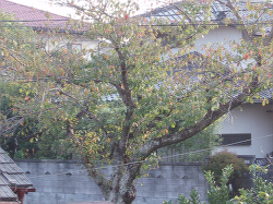 ご近所の桜の木