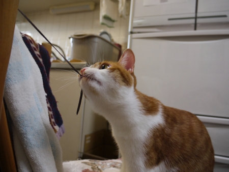 いざっ!