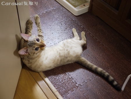 とうきょうちねこ☆