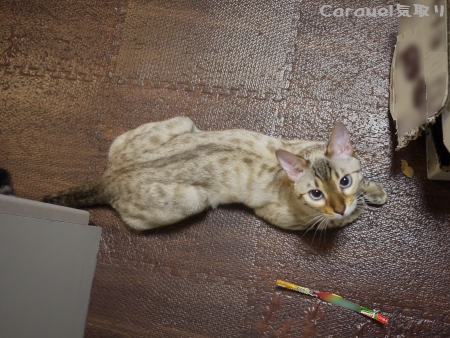 犯猫