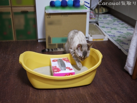 モデルさんでちか