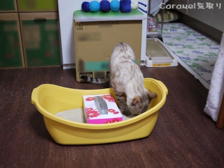 では
