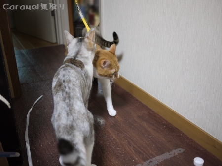 かと思いきや案外スルー