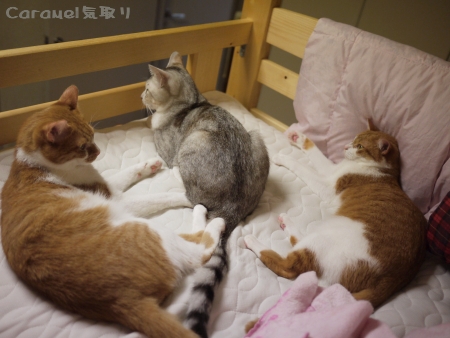 猫文字 『小』