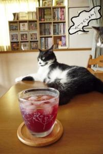 猫には不人気・・・