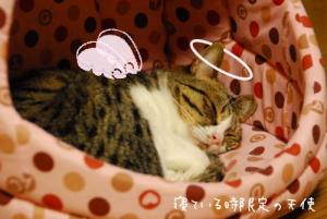 期間限定天使