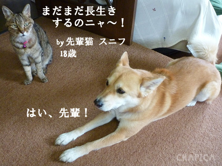 chainya-