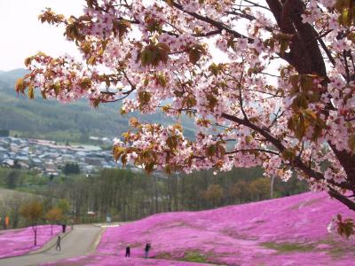 滝上公園芝桜