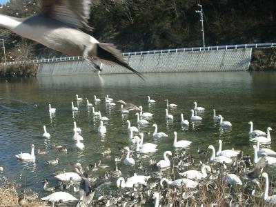 2000_0608白鳥H22/10021