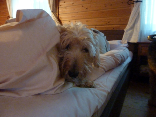 P1100947.jpg