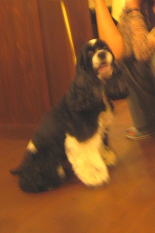 20100527daisensyunka-cocker1.jpg